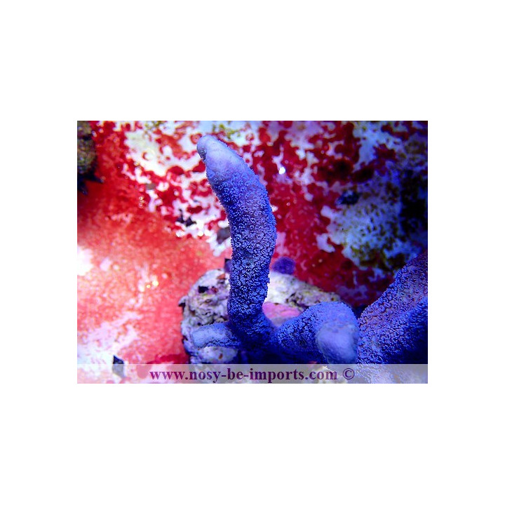 Montipora digitata - Coraux VPC - aquarium sur mesure