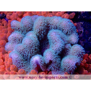 Sarcophyton sp. Vert Australie WYSIWYG