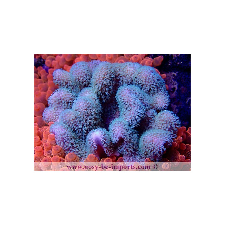 Sarcophyton sp. Vert Australie WYSIWYG