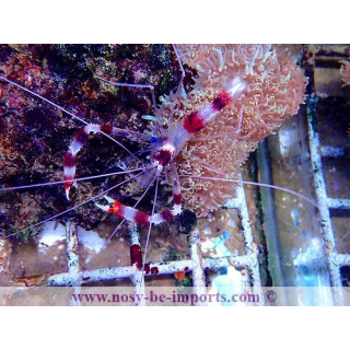 Stenopus hispidus WYSIWYG