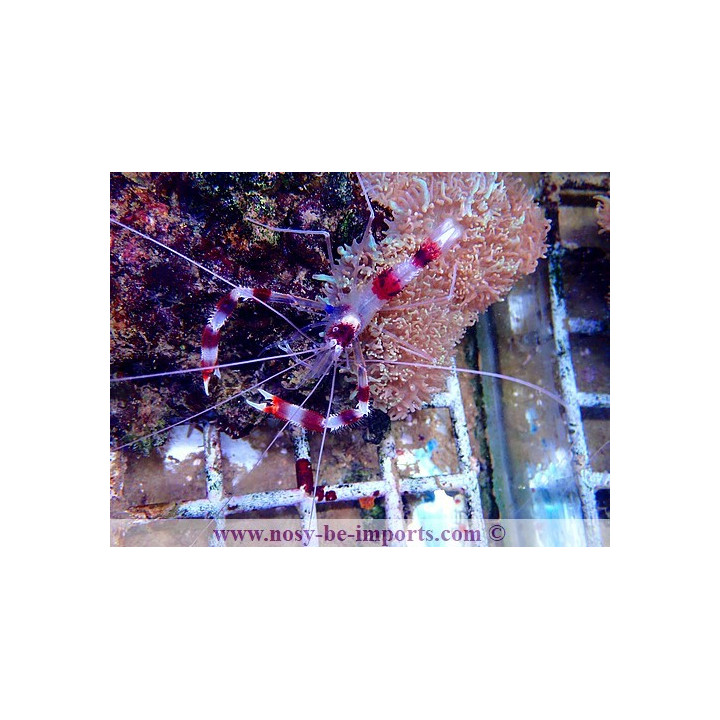 Stenopus hispidus WYSIWYG
