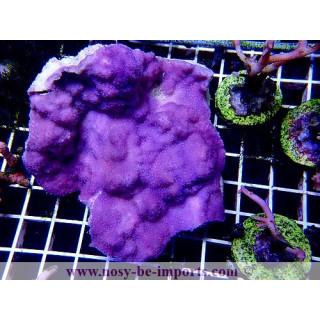Montipora mollis L/XL WYSIWYG