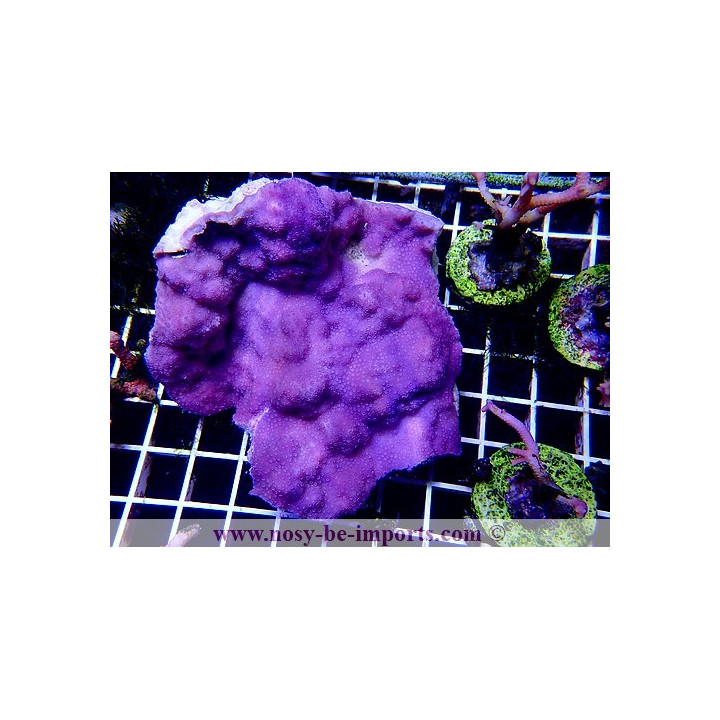 Montipora mollis L/XL WYSIWYG