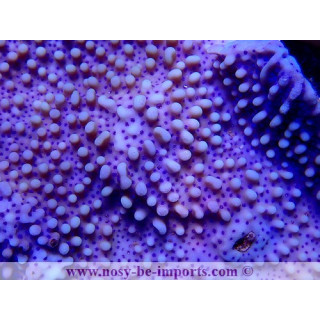 Montipora undata bleu polypes bleus L/XL WYSIWYG