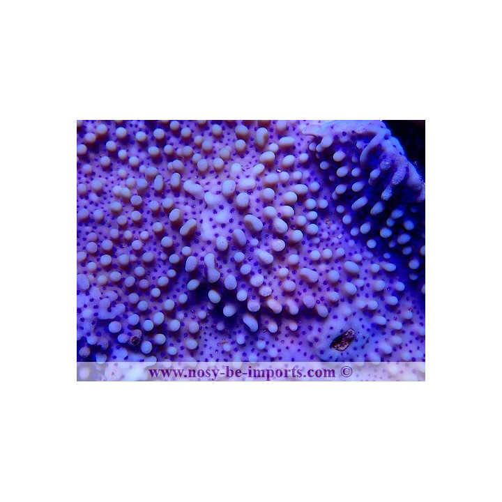 Montipora undata bleu polypes bleus L/XL WYSIWYG