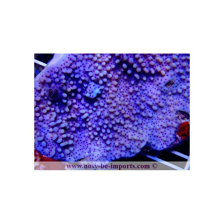 Montipora undata bleu polypes bleus L/XL WYSIWYG