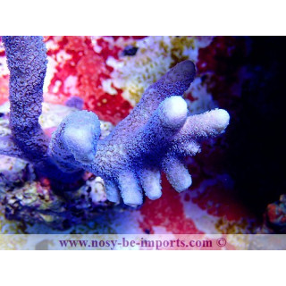 Montipora digitata bleu Wysiwyg