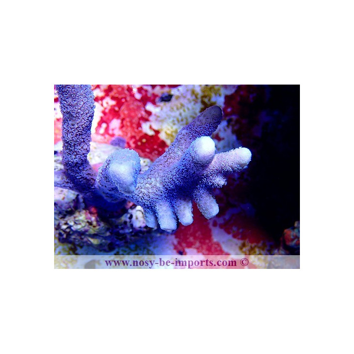 Montipora digitata bleu Wysiwyg