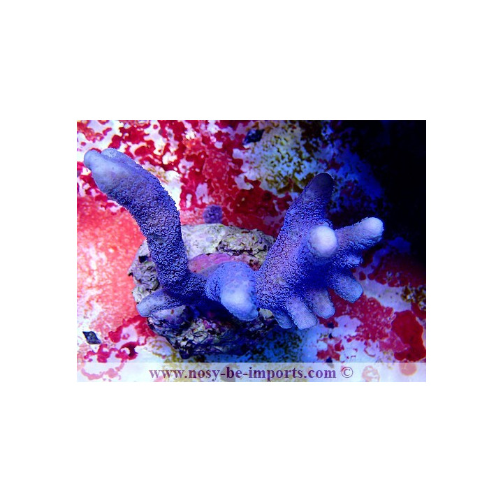 Montipora digitata bleu Wysiwyg