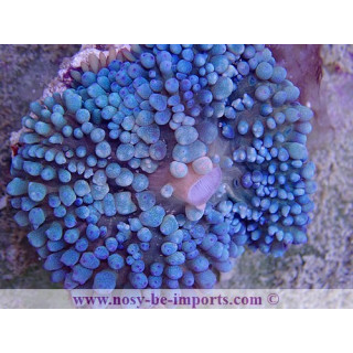 Rhodactis sanctithomae bleu WYSIWYG