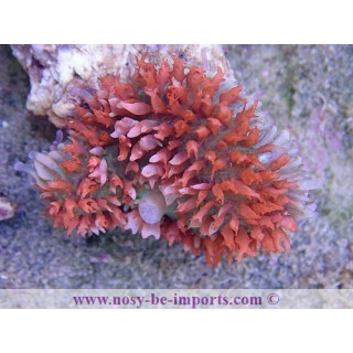 Rhodactis sanctithomae rouge WYSIWYG