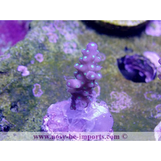 Acropora sp. tricolore WYSIWYG
