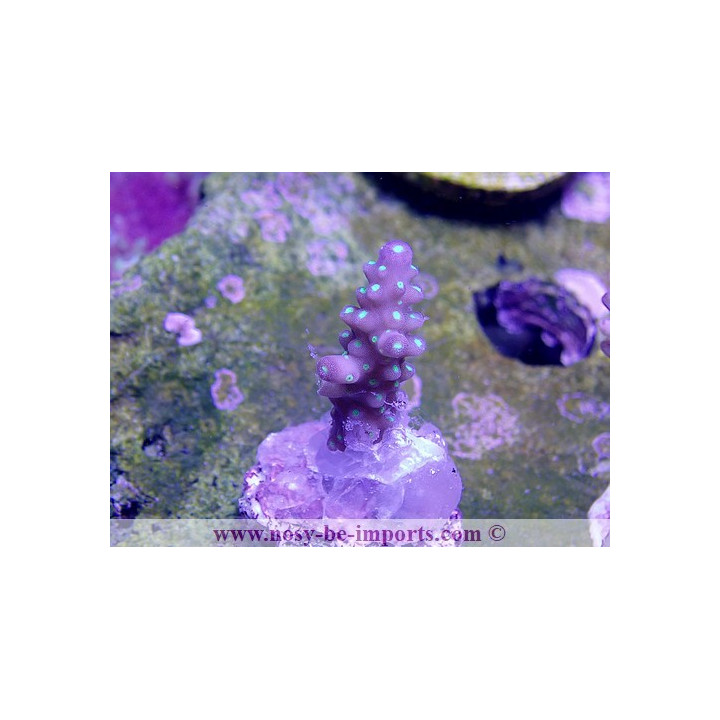 Acropora sp. tricolore WYSIWYG