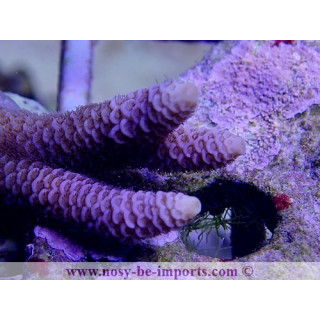 Acropora millepora bleu WYSIWYG