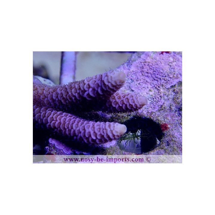 Acropora millepora bleu WYSIWYG