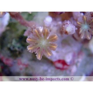 Cornularia sp. tricolore WYSIWYG