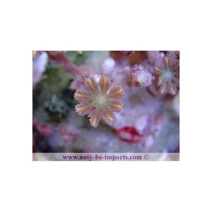 Cornularia sp. tricolore WYSIWYG
