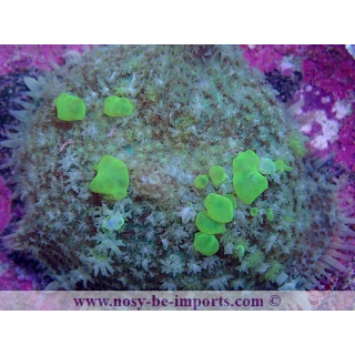 Rhodactis sp. bounce WYSIWYG