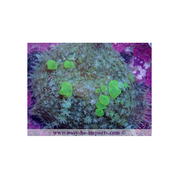 Rhodactis sp. bounce WYSIWYG