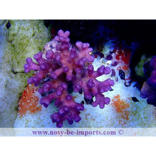 Pocillopora damicornis rose WYSIWYG