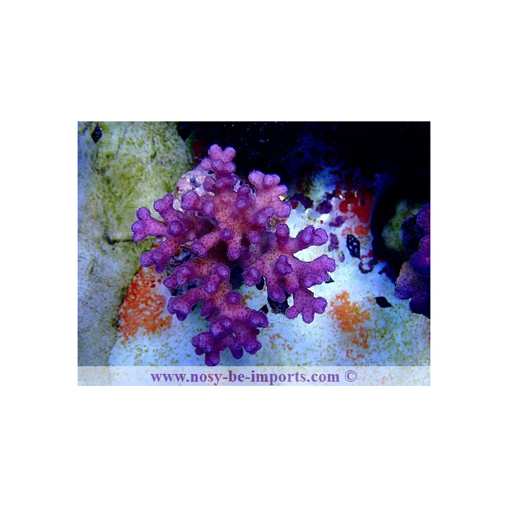 Pocillopora damicornis rose WYSIWYG