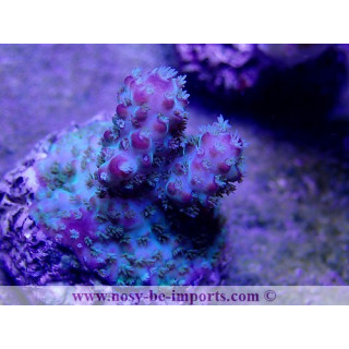 Acropora sp. ELEVAGE USA bouture WYSIWYG