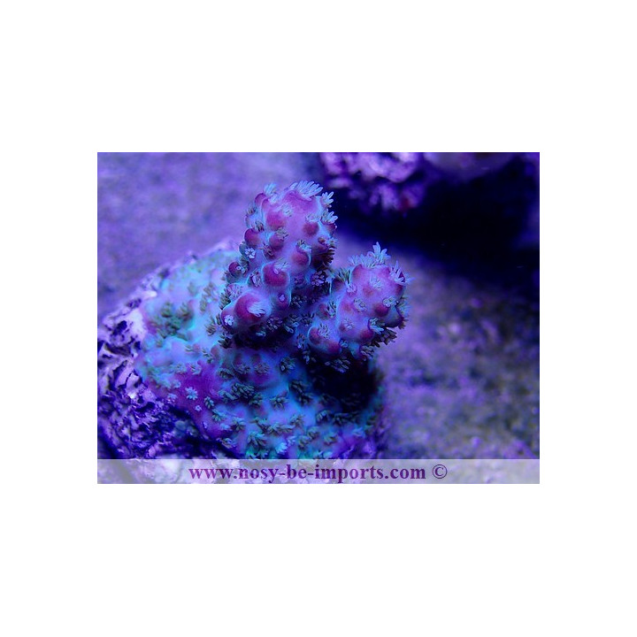 Acropora sp. ELEVAGE USA bouture WYSIWYG