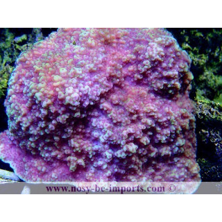 Montipora sp. encroûtant WYSIWYG