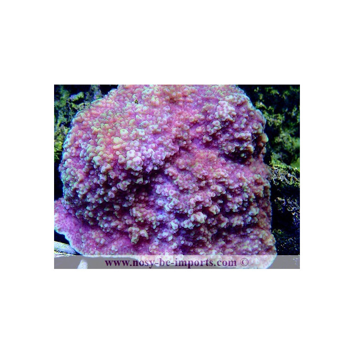 Montipora sp. encroûtant WYSIWYG