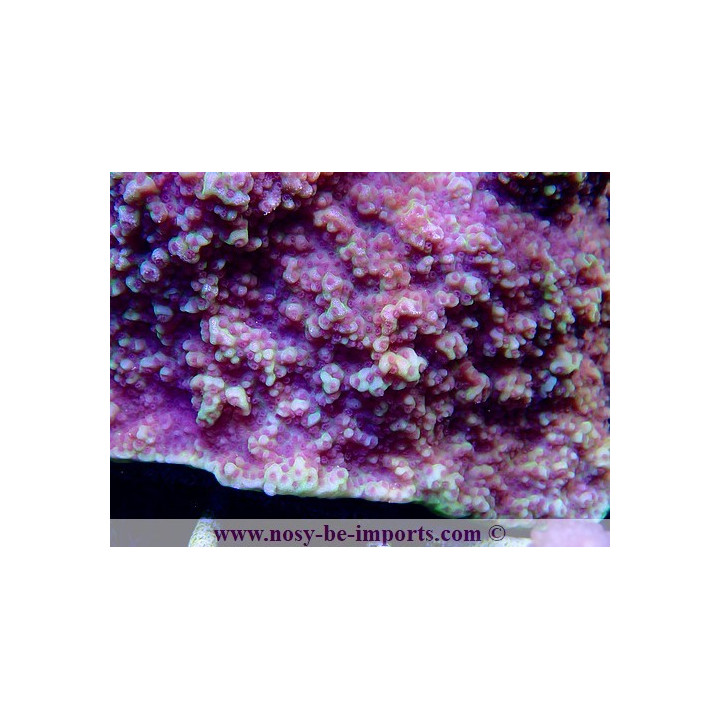 Montipora sp. encroûtant WYSIWYG