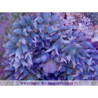Rhodactis sanctithomae bleu WYSIWYG 2