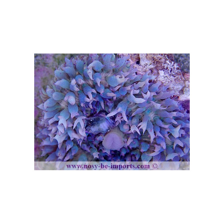Rhodactis sanctithomae bleu WYSIWYG 2