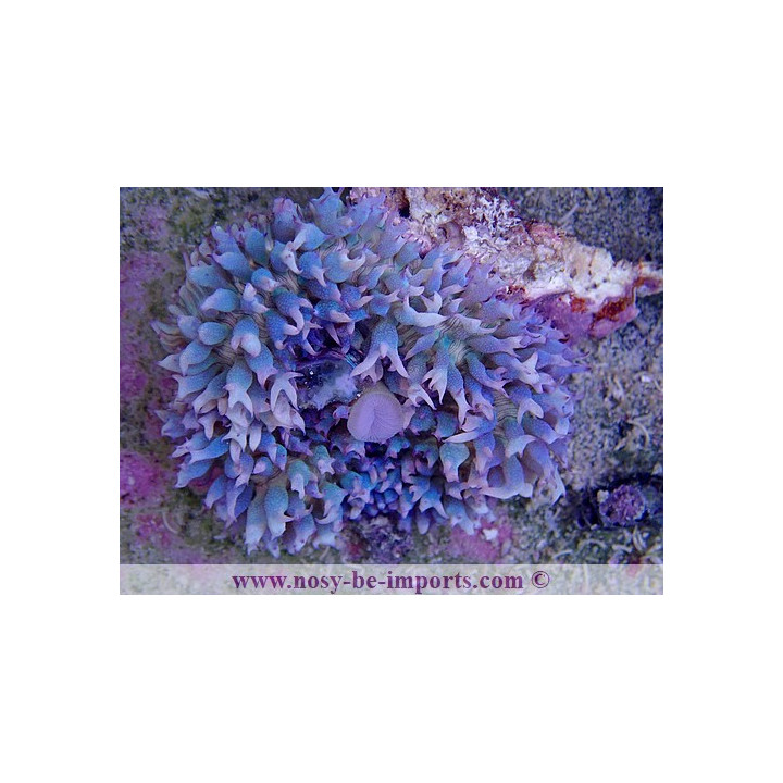 Rhodactis sanctithomae bleu WYSIWYG 2