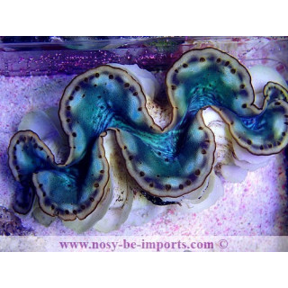 Tridacna maxima WYSIWYG