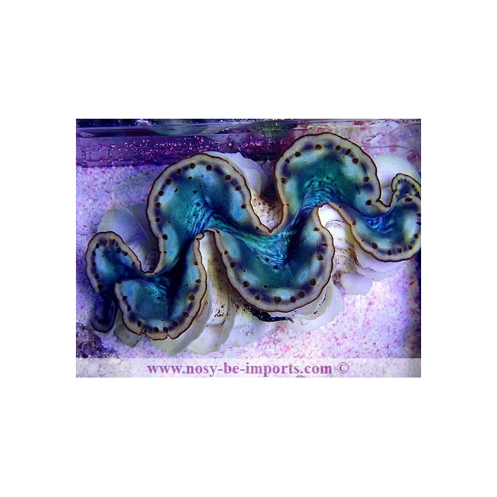 Tridacna maxima WYSIWYG