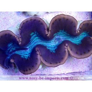 Tridacna maxima WYSIWYG 2