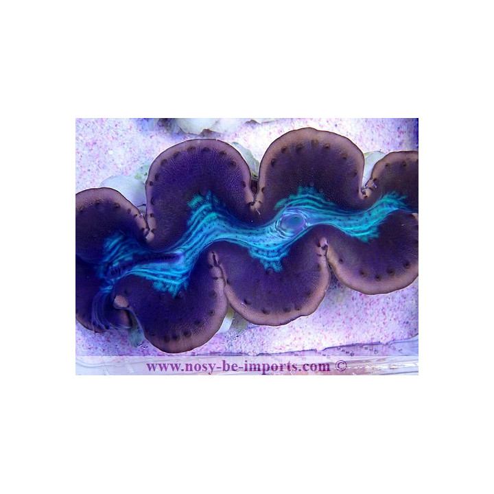 Tridacna maxima WYSIWYG 2