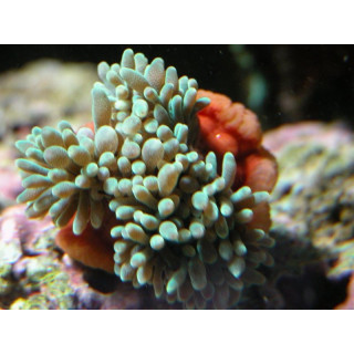 Entacmea quadricolor