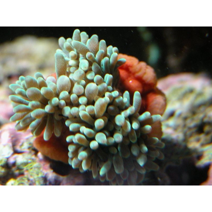 Entacmea quadricolor