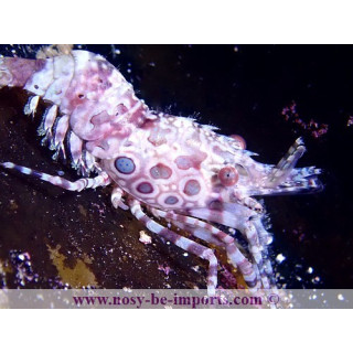 Saron marmoratus