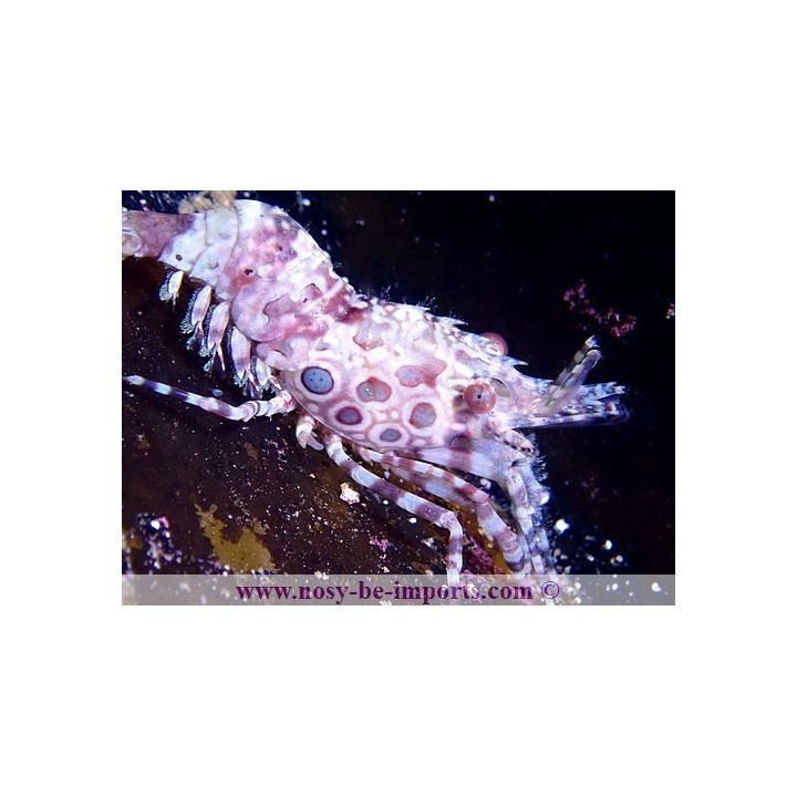 Saron marmoratus