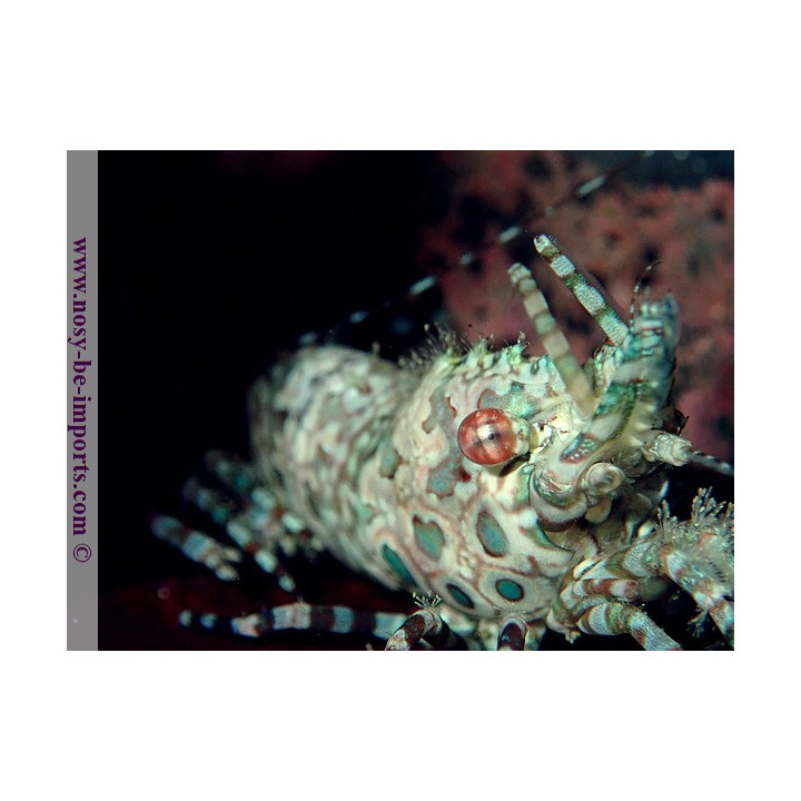Saron marmoratus