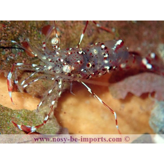 urocaridella antonbruunii