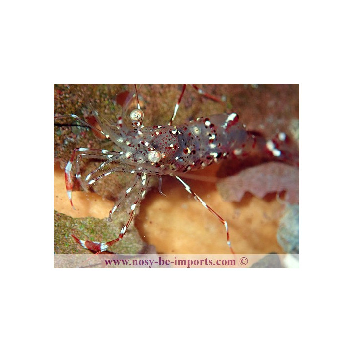urocaridella antonbruunii