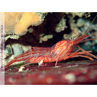 Lysmata wurdemanni - crevette anti aiptasia
