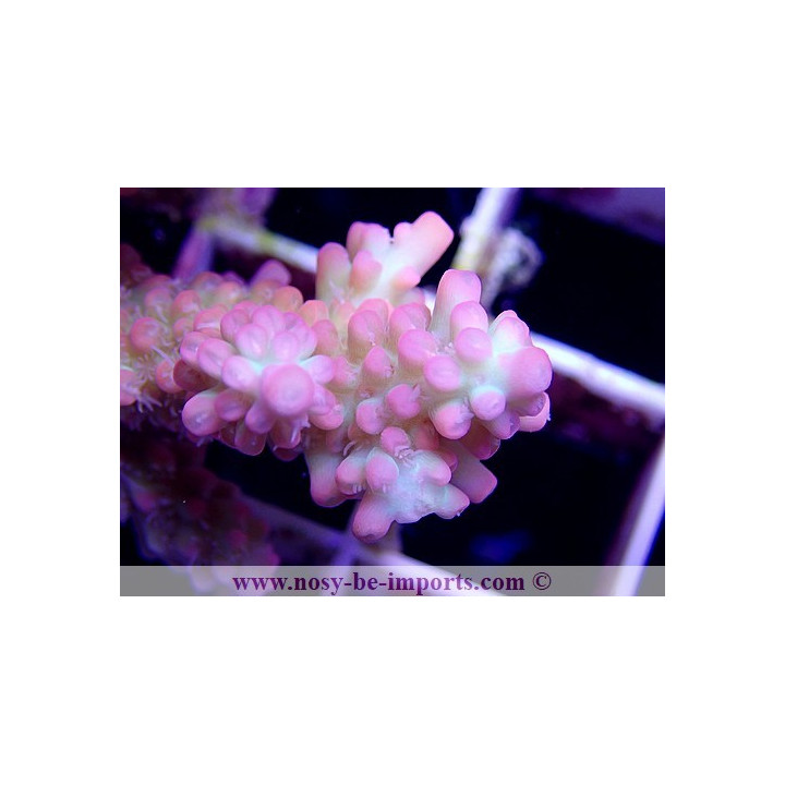 Acropora microclados strawberry shortcake
