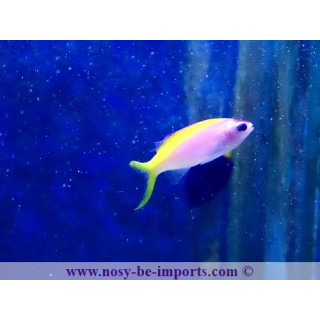 Pseudanthias evansi