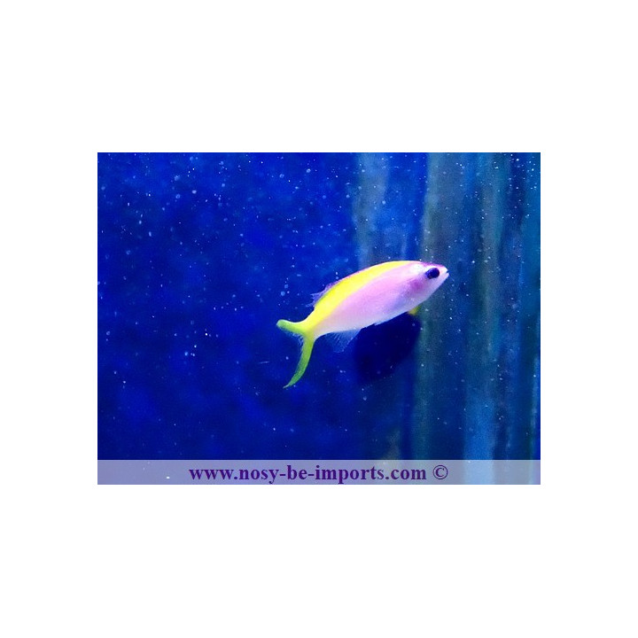 Pseudanthias evansi