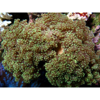 Euphyllia yaeyamensis