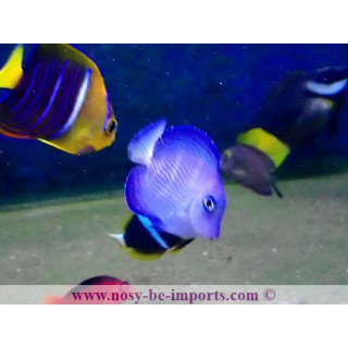 Acanthurus coeruleus